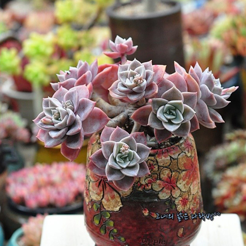 哈里沃森森多植物大群群生多头货老桩新品种肉肉多肉植物