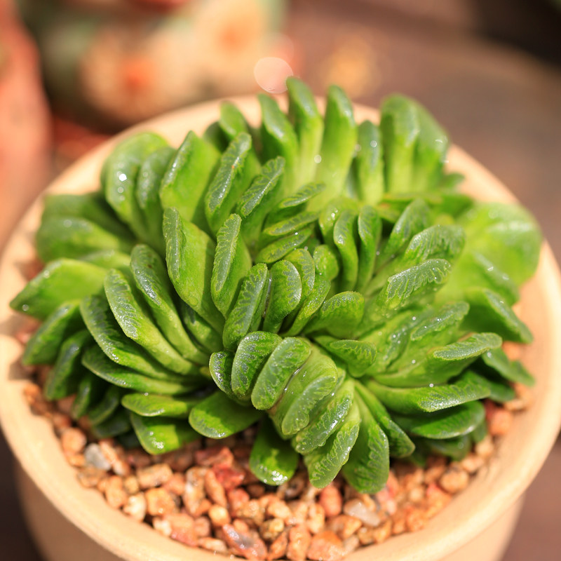 玉扇玉露多肉植物大株群生带盆发货窗台桌面多肉植物