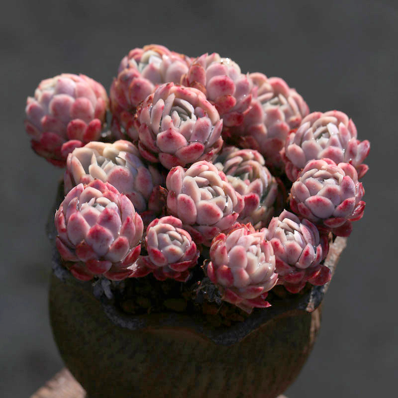胭脂冰梅多肉植物大群群生老桩云南维尼美家易多肉植物
