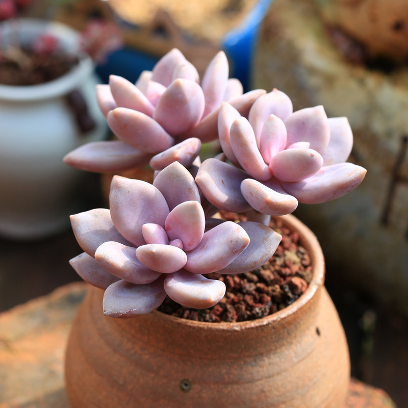 桃霜老桩多肉植物云南养活稀有室内甲醛肉肉多肉植物