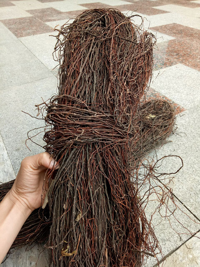 干货榕树须野生药材吊风根条 布景装饰水族造景可切断500克包邮