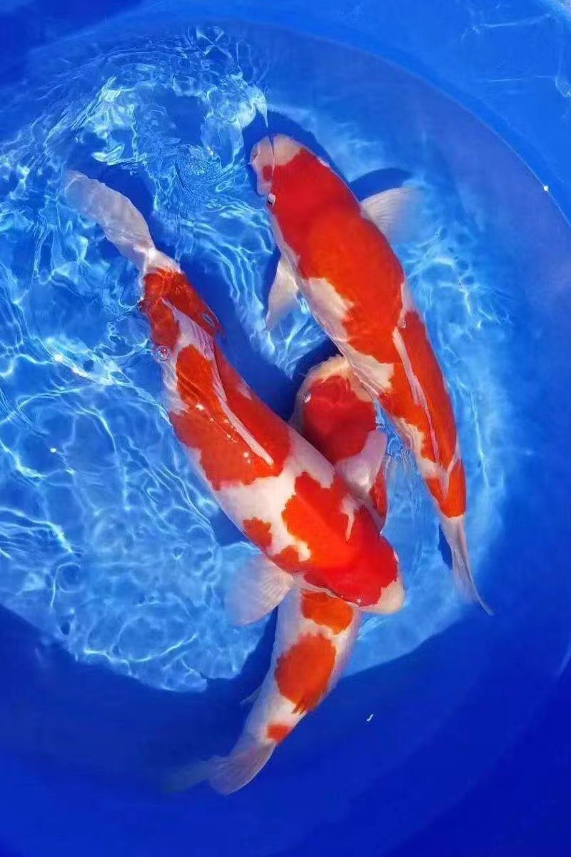 锦鲤日本纯种活鱼淡水鱼观赏鱼冷水鱼好养耐活鱼