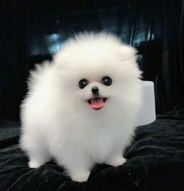 博美纯种哈多利多利幼犬美俊活体狗狗小茶杯家养狗狗