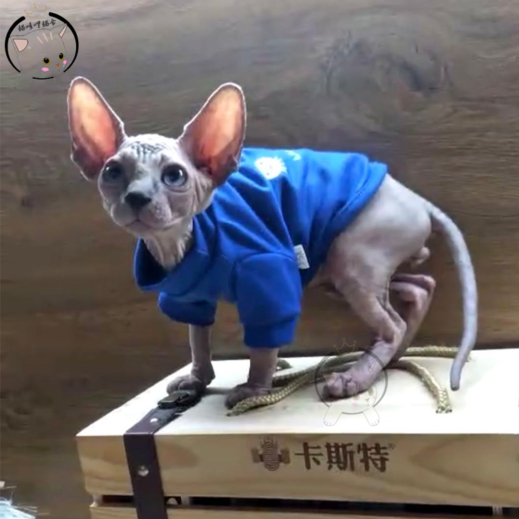 加拿大无毛猫斯芬克斯猫幼活体重点色比鲁斯精灵宠物狐狸