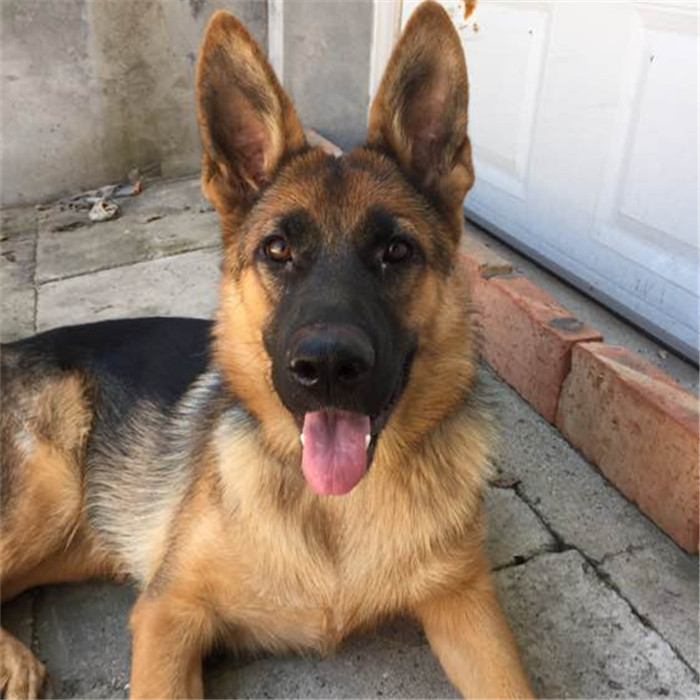 牧羊犬德国出售纯种警犬德牧幼犬活体体大骨架狗狗