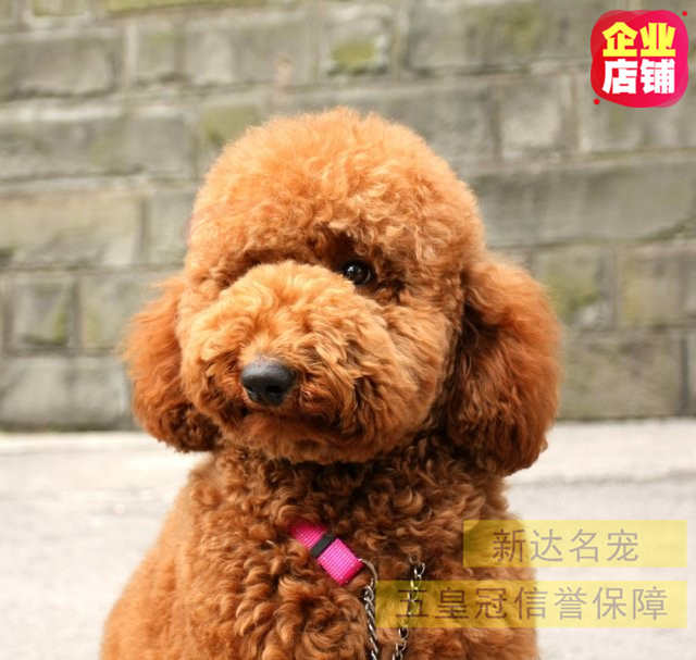 巨贵活体大型宠物宠物狗狗狗巨型贵宾犬幼纯种狗狗