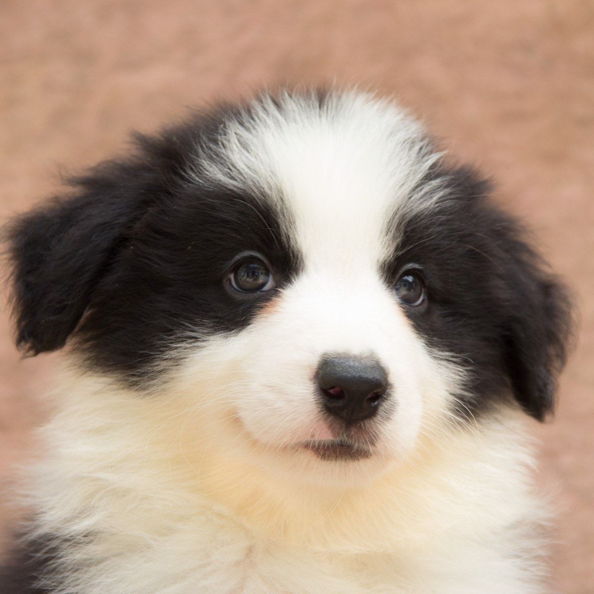 广州家养纯种边境牧羊犬黑白中型陨石边牧幼犬狗狗