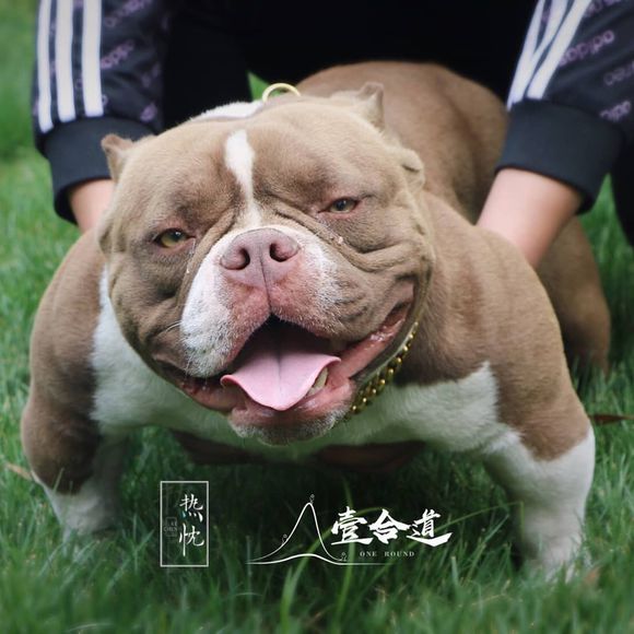 恶霸纯种美国口袋体微小体活体犬幼宠物宠物狗狗狗