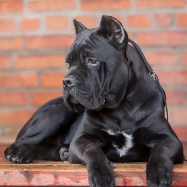 卡斯罗犬活体幼犬纯种罗幼犬巨型成年狗狗