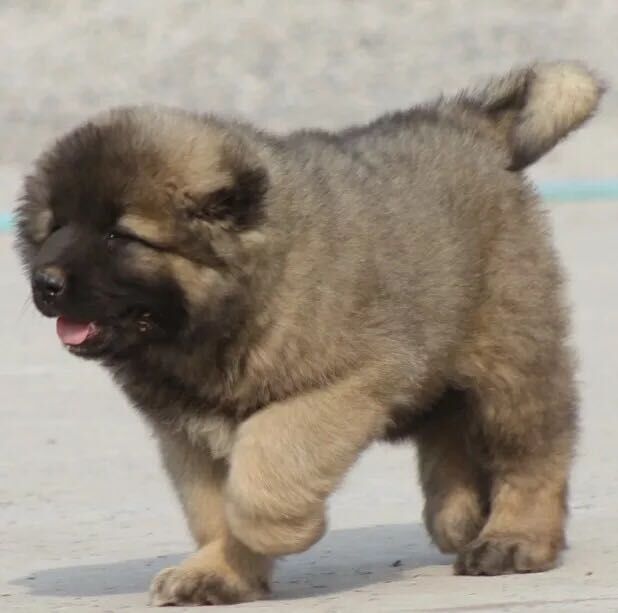 高加索珠海出售纯种大型俄罗斯幼犬活体巨型熊版狗狗