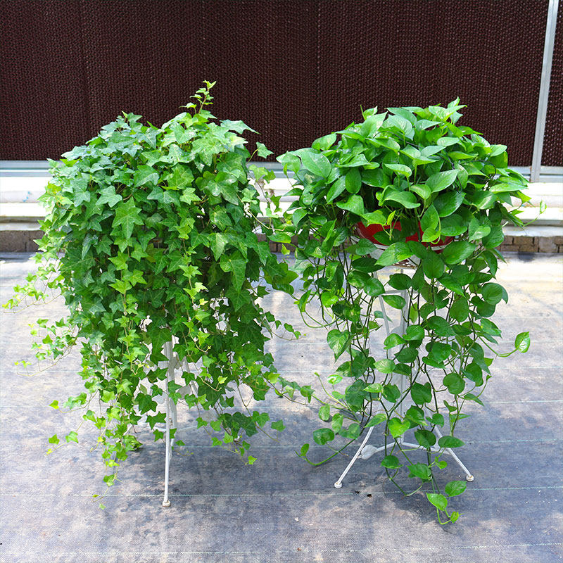 大盆常青藤植物盆栽绿萝吊兰甲醛室内净化空气长春藤绿植