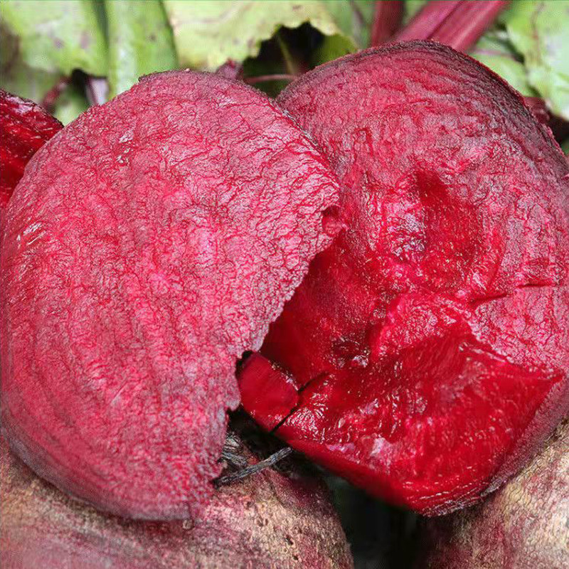 甜菜2021年红菜头多汁纯红有机农家精选头打现挖其它