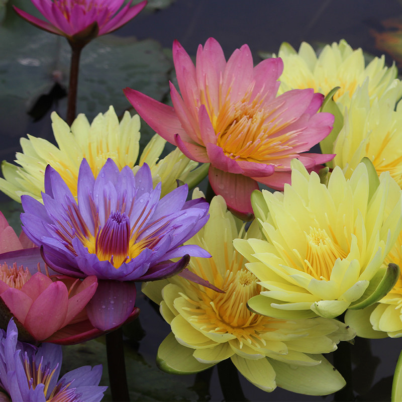 九品莲花新鲜香水莲花养生观赏食用泡茶礼佛特大10件起拍顺丰包邮