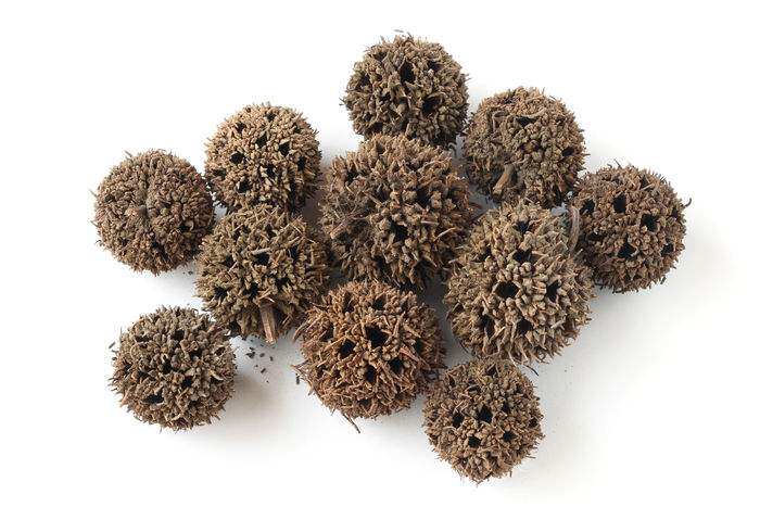 六六通5斤包邮路路通枫球子枫树球500g克6元中药材