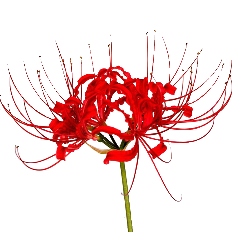 地狱之花红色曼珠沙华彼岸花种球红花石蒜盆栽曼陀罗花种易活花苗