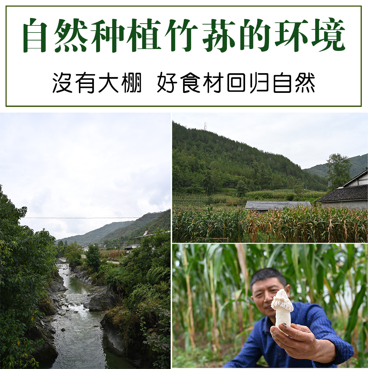 四川川青川竹干货特级野生竹笙新鲜干竹天然竹荪