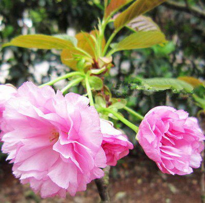 正宗日本染井吉野樱花树苗花苗盆栽庭院植物当年开花四季北方种植