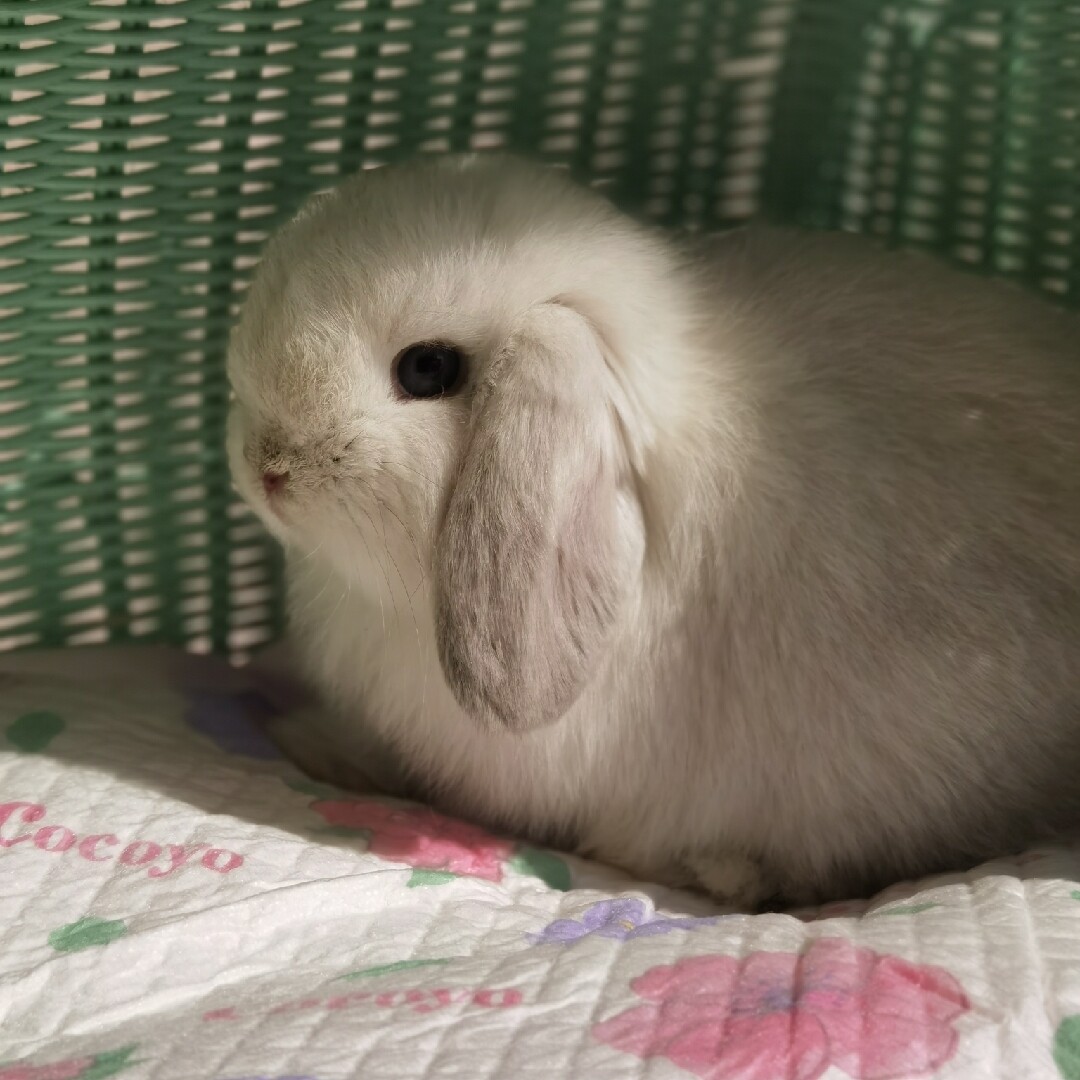 上海家养血统纯种霜白荷兰短毛垂耳垂耳兔兔宝宝兔