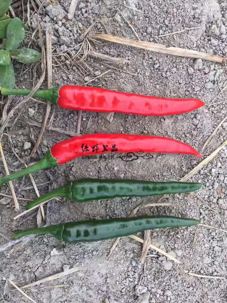 艳椒绿野上品农科辣椒种子单生朝天小米尖椒蔬菜种子