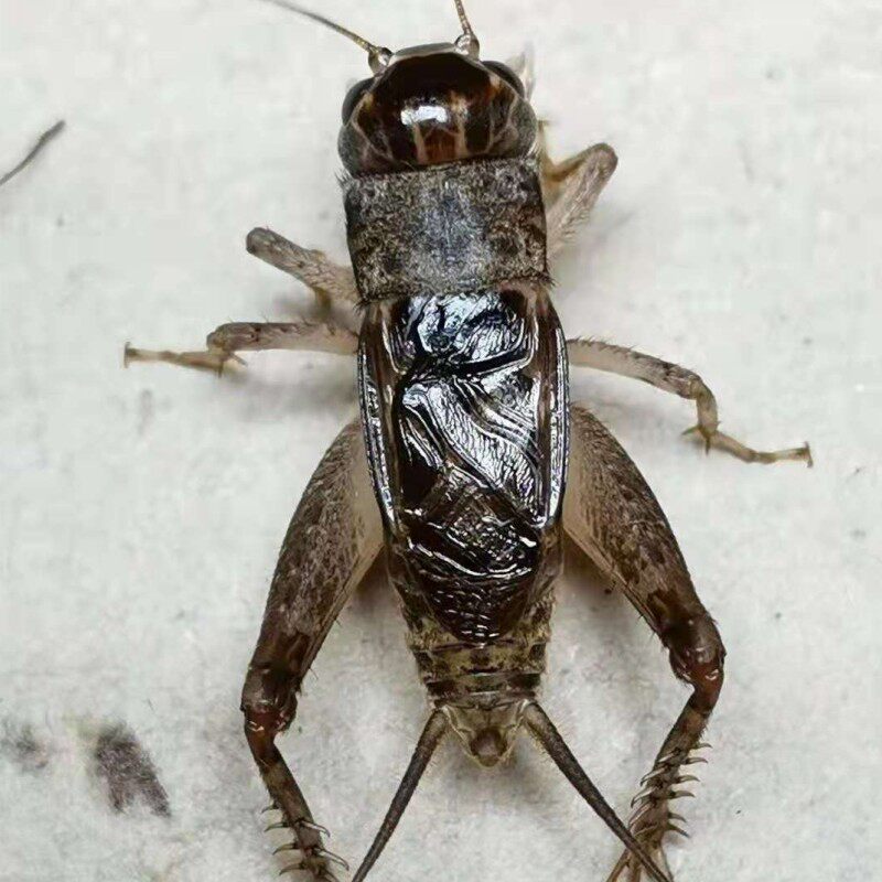 商贸山东野生蛐蛐活体活虫斗蟋蟀宁津地虫秋虫蟋蟀