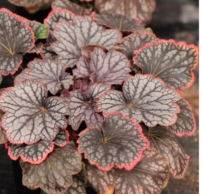 多彩矾根盆栽花园调色植物阳台庭院花卉耐寒花卉