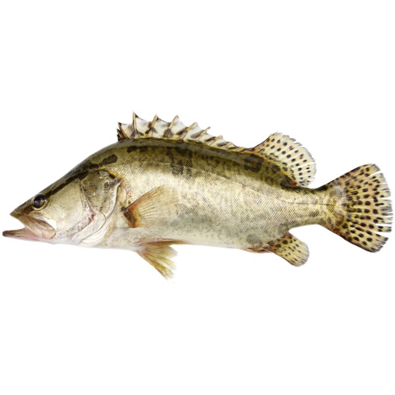 淡水鱼生态鳜鱼桂鱼新鲜桂花季花计划鱼鳌花鱼淡水鱼类