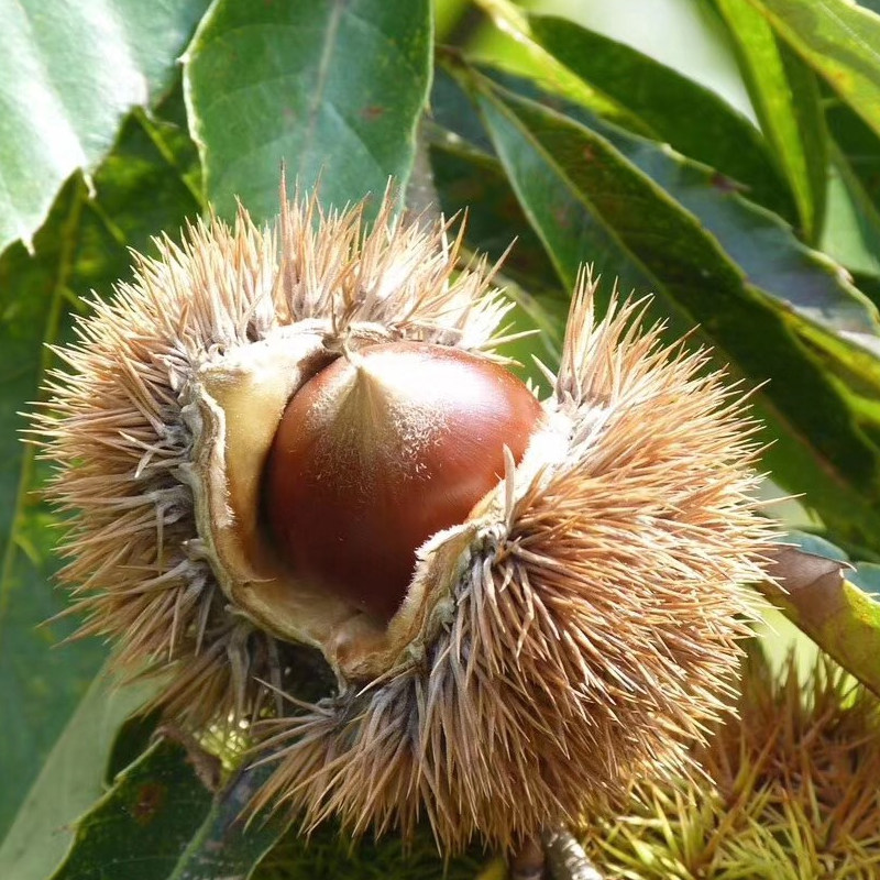 庆元锥栗生新鲜尖小板栗高山油锥圆栗现锥形栗子新鲜板栗