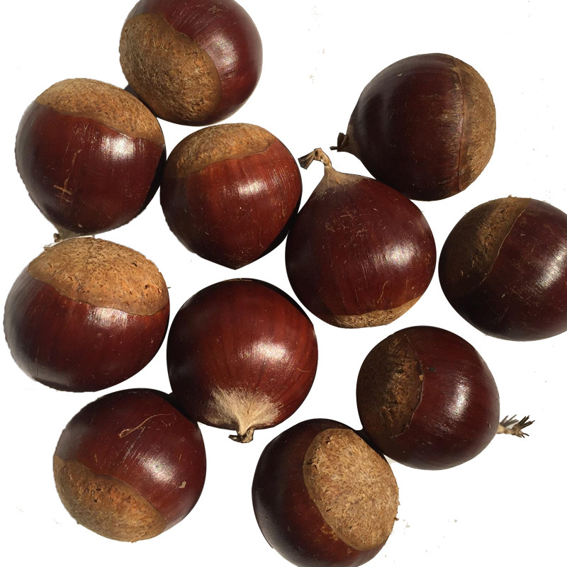 庆元锥栗生新鲜尖小板栗高山油锥圆栗现锥形栗子新鲜板栗