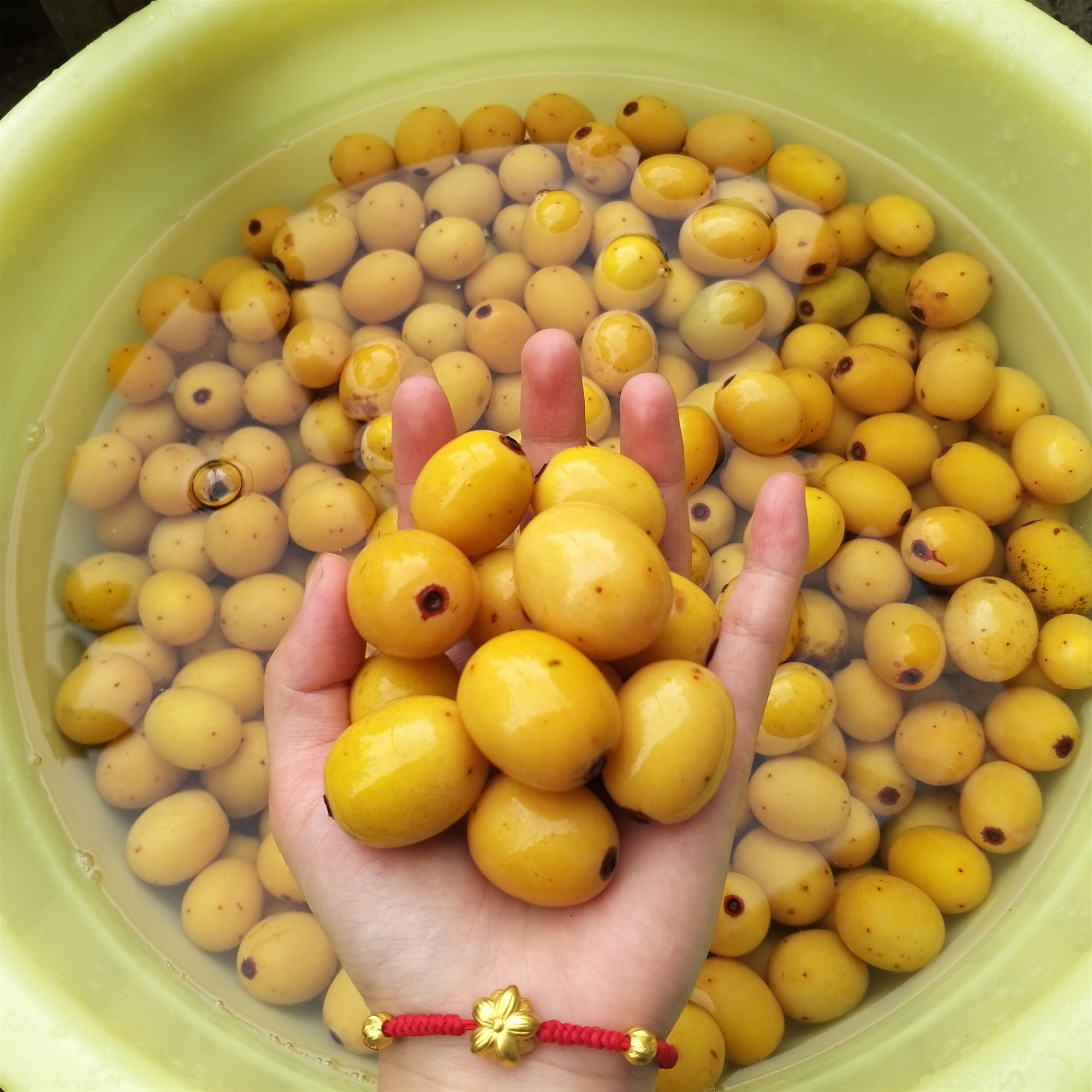 酸枣野生新鲜山枣现摘现发2斤包邮南赣南五眼鼻涕枣