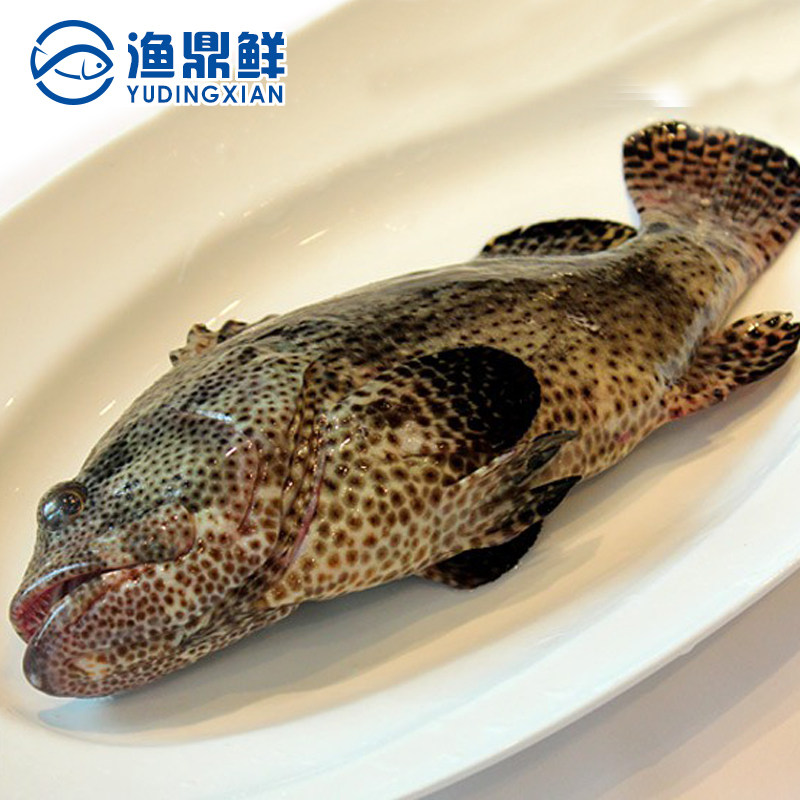 【鲜活】鲜活老虎斑500-600克/条石斑鱼海捕虎斑鲜美细腻珍贵海鲜