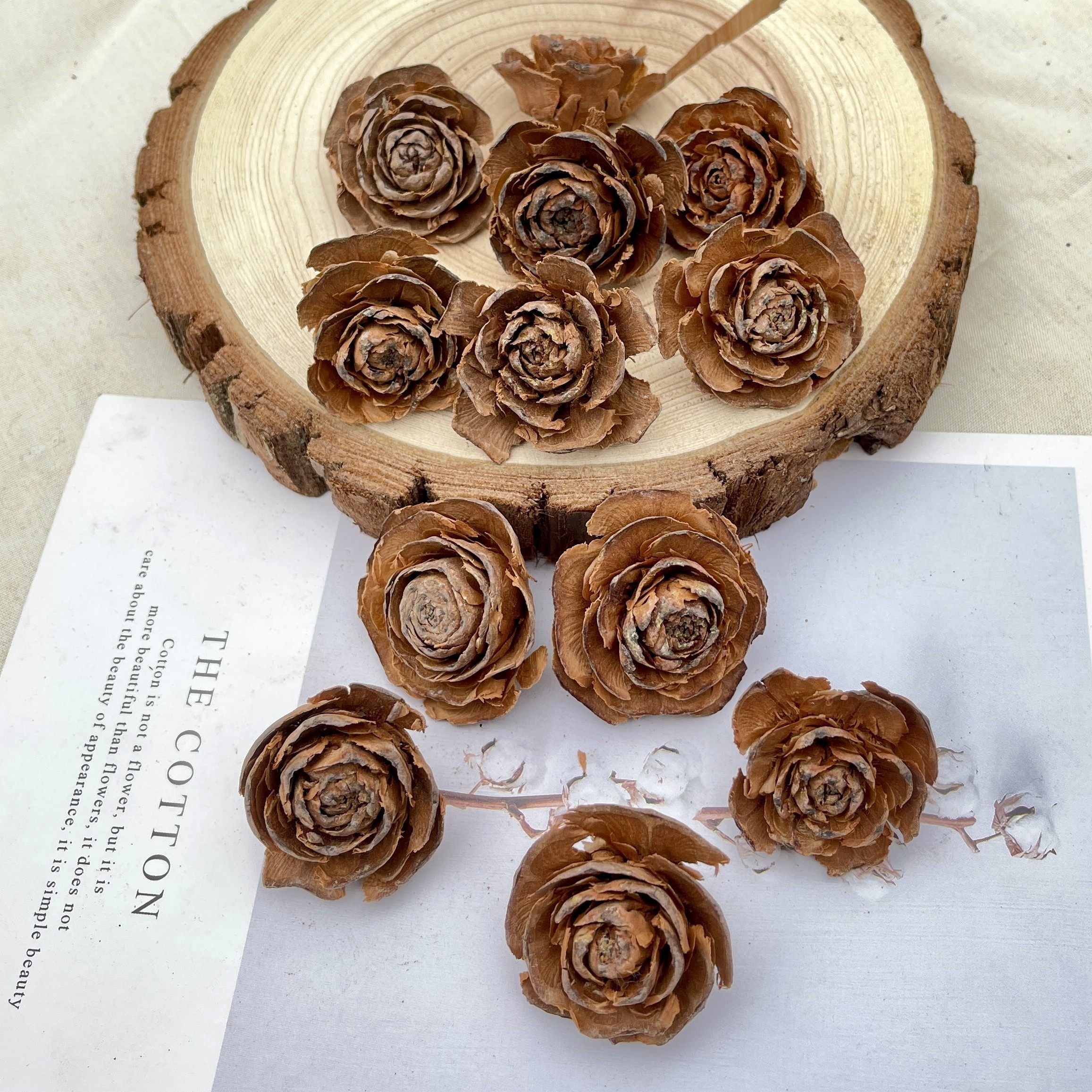 果壳果实干花手工diy天然装饰背景拍摄菩提干花