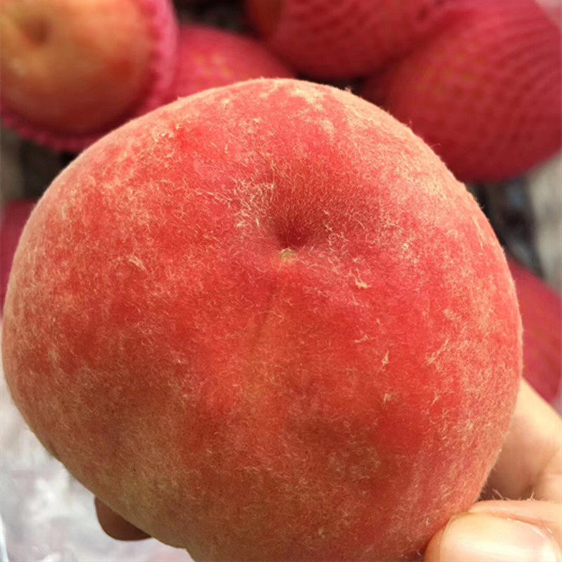 新鲜水蜜桃毛桃时令水果一箱12-15个4.5-5斤礼盒盒装桃