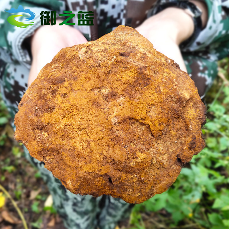 桦树御之500g桑黄白桦桦褐孔野外长白山其他药食同源食品