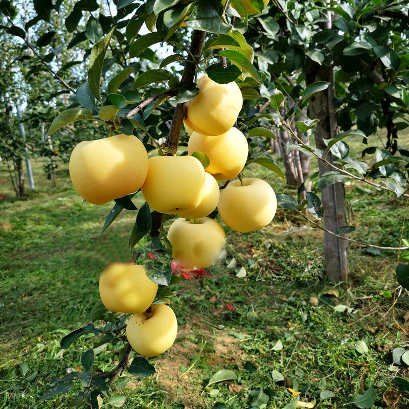 果苗嫁接维纳斯黄金苹果树树苗无果晚熟富士黄肉苹果树