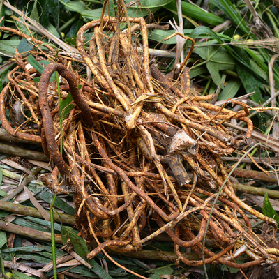 五指毛桃现挖野生五爪500g广东养生煲汤材料汤料其他药食同源食品