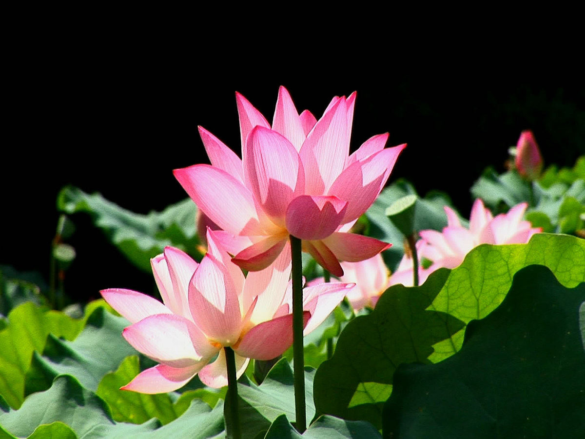 i032实拍荷花荷塘莲花自然鲜花镜头高清动态设计素材