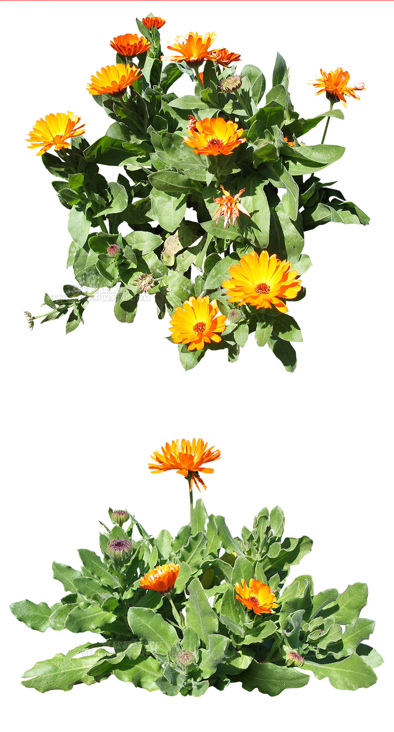 建筑园林景观植物树木草丛花卉鲜花绿植免抠png设计素材源文件