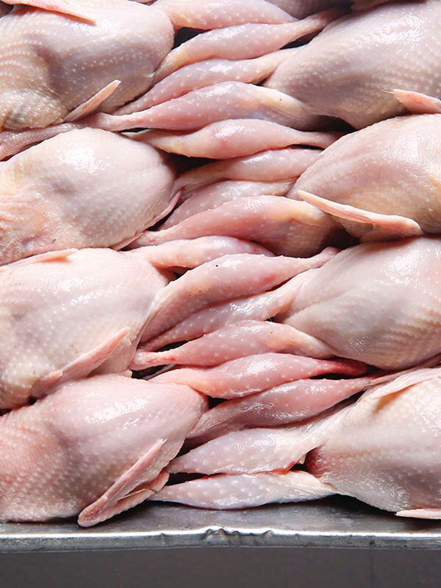 鹌鹑鸟肉新鲜活现速冻白条骨肉乳鸽烧烤油炸其它生肉制品