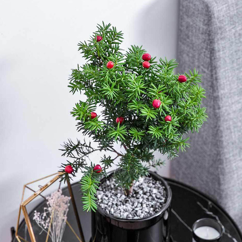 红豆红豆杉盆栽植物室内净化空气甲醛客厅花卉绿植绿植