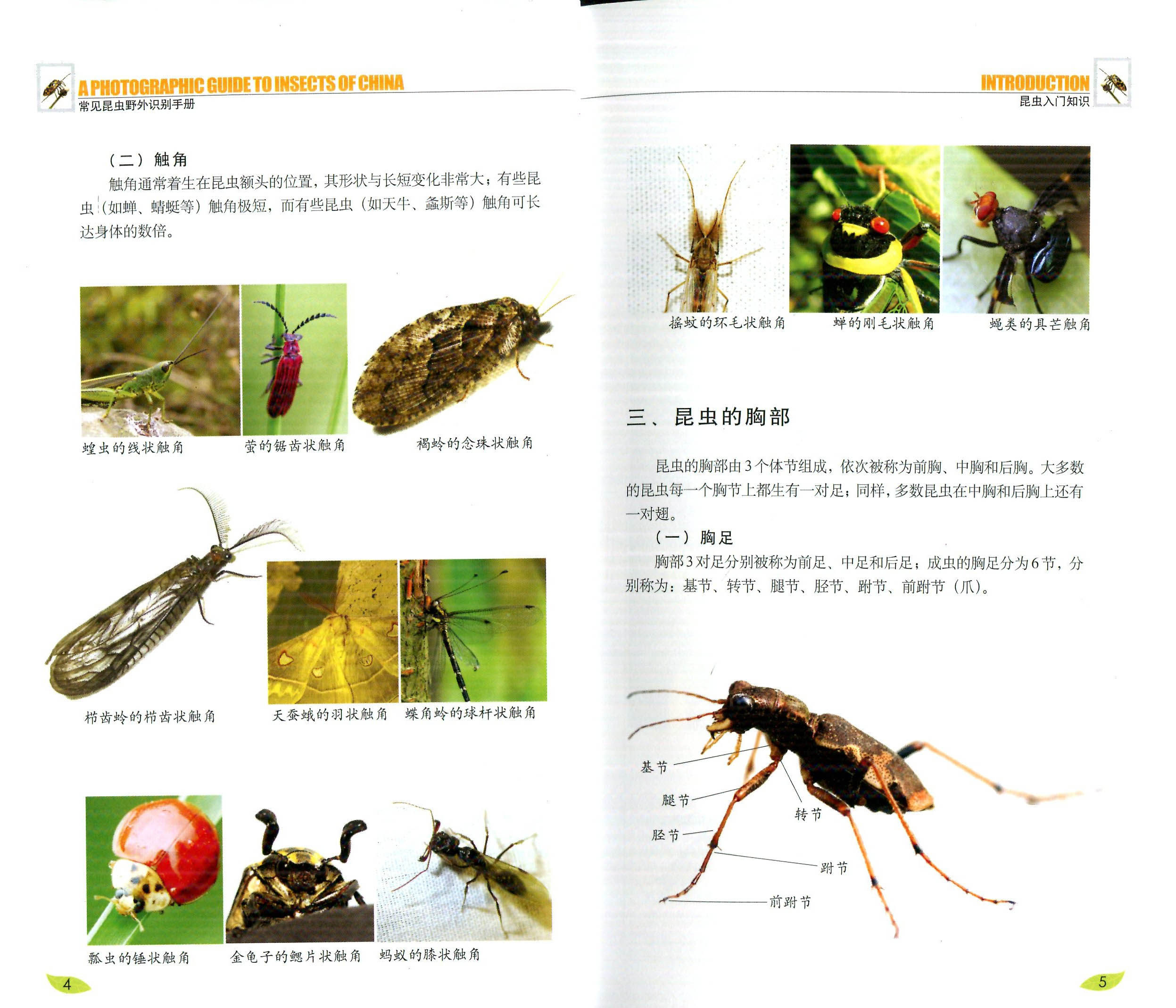 昆虫识别书籍正版读者知识生物学荒野求生户外探险参考书科普读物其它