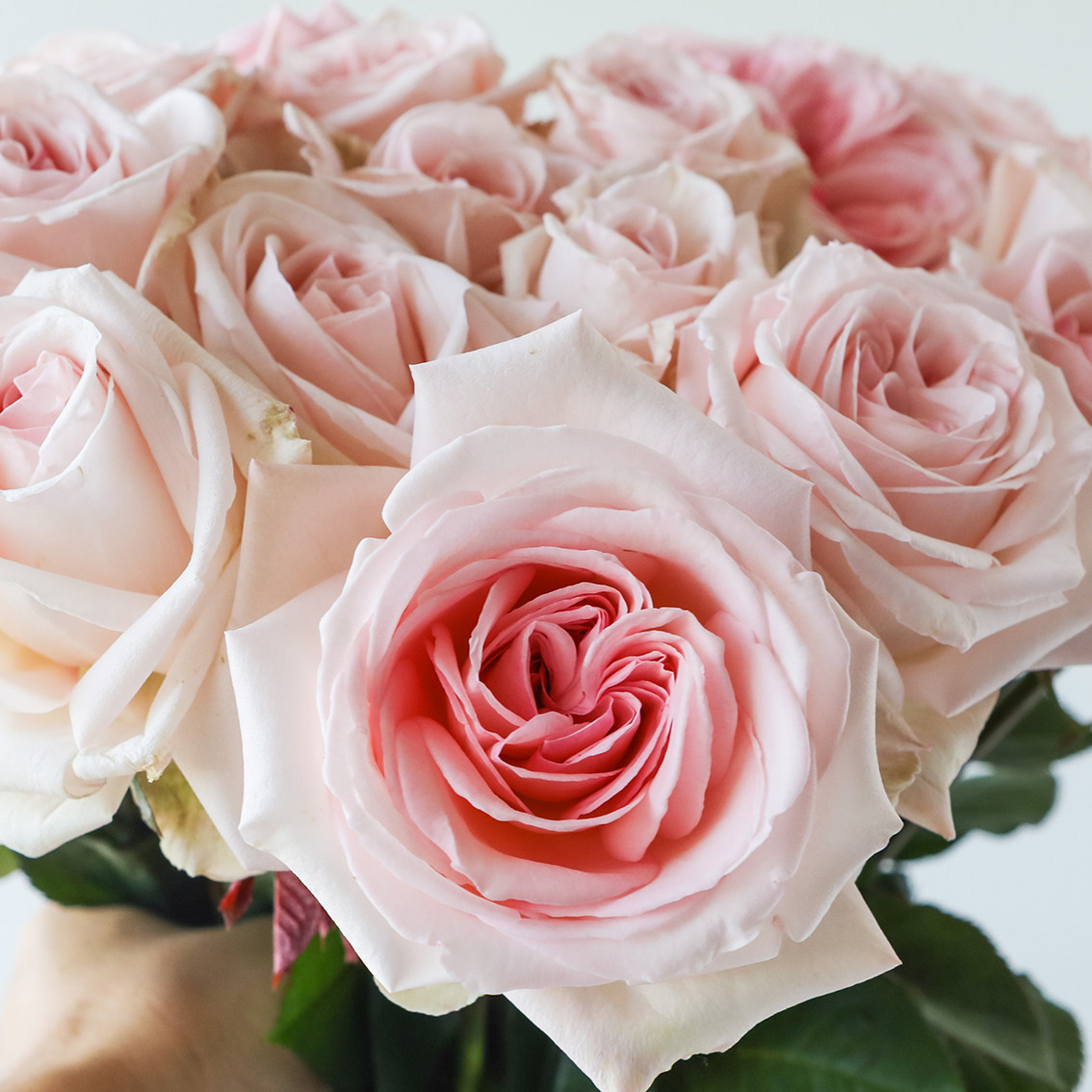 四季珍集级粉荔枝玫瑰云南直发空运鲜花全店花卉