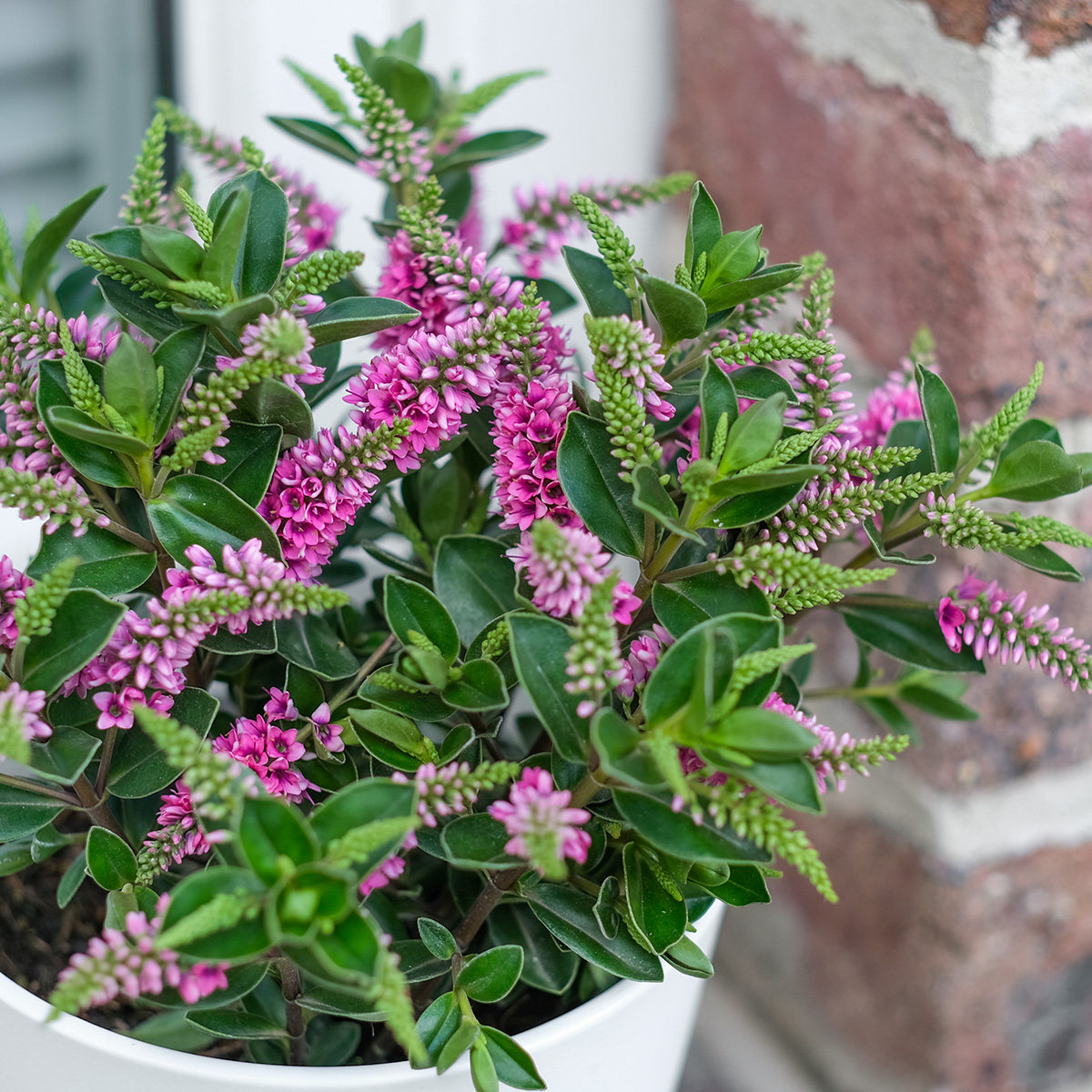新西兰长阶花盆盆栽花卉多年生室外庭院阳台耐寒花卉