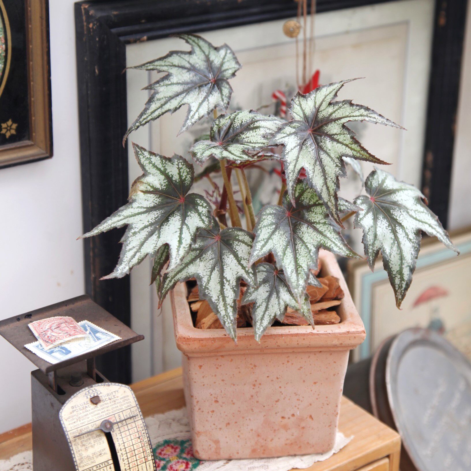 枫叶秋海棠闪电小兄弟观叶海棠海棠绿植盆栽室内阳台绿植