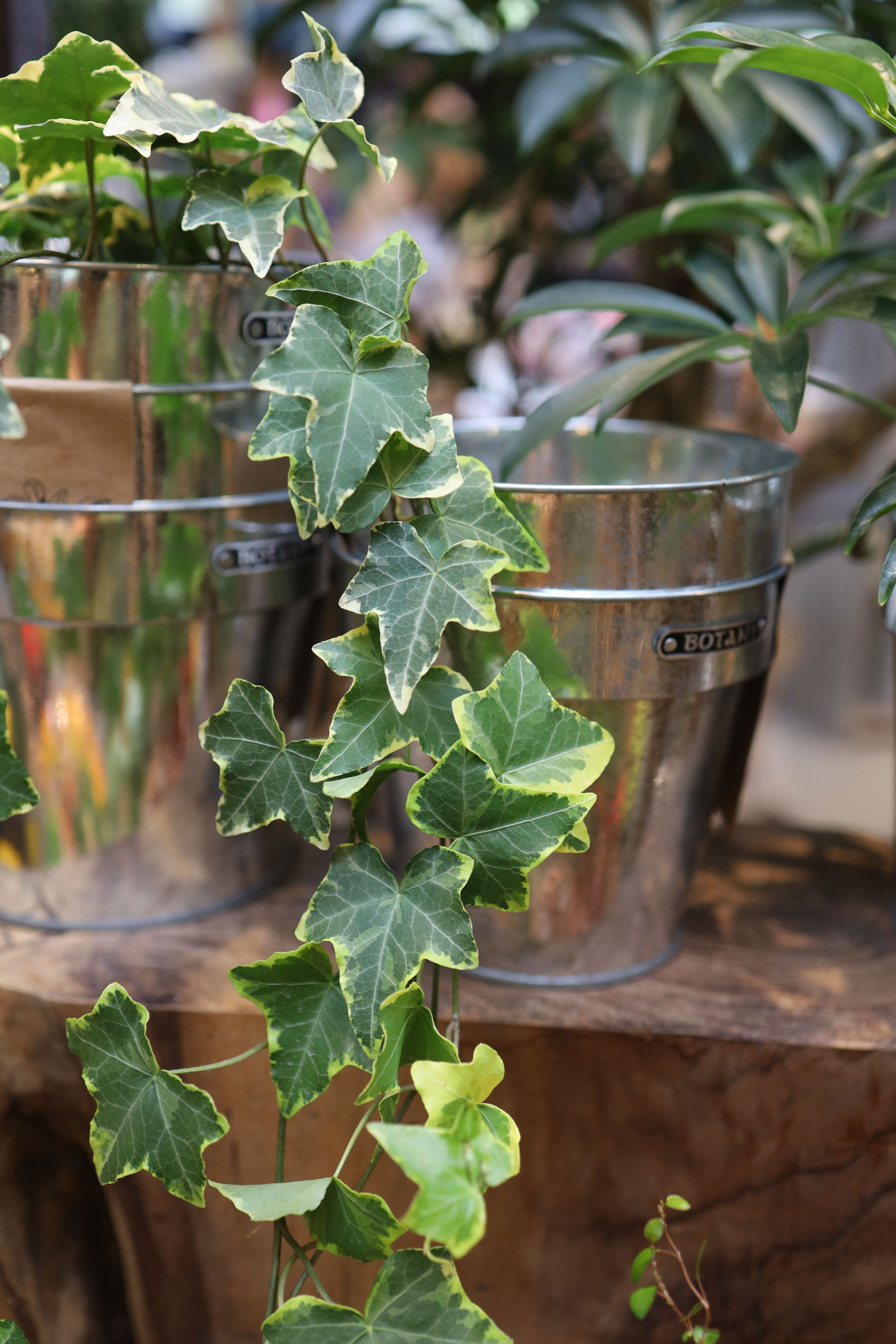 常春藤盆栽蝴蝶藤蔓植物四季常绿甲醛室内吊兰绿植