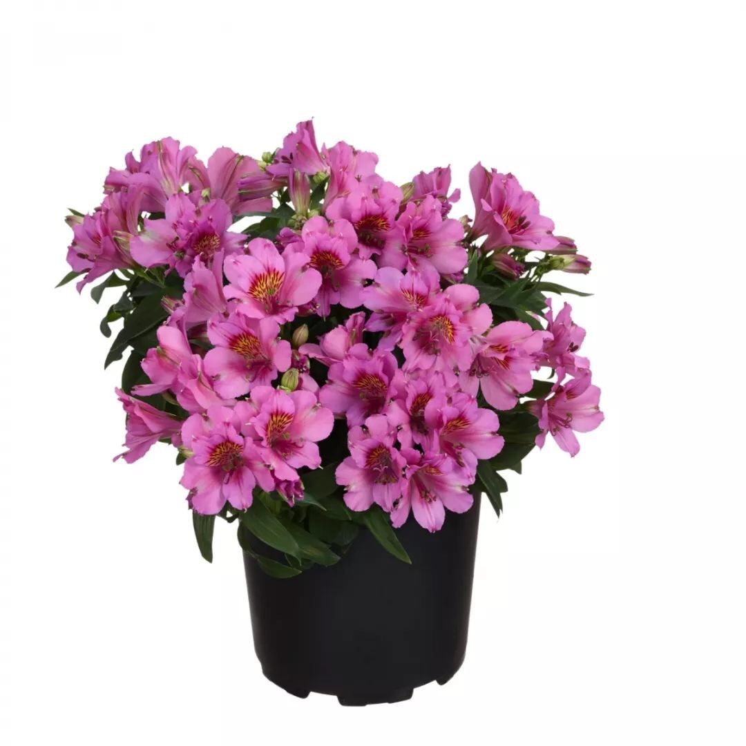 竹溪花苑六出花盆栽秘鲁百合花盆栽花智利百合易养易爆盆阳台带花