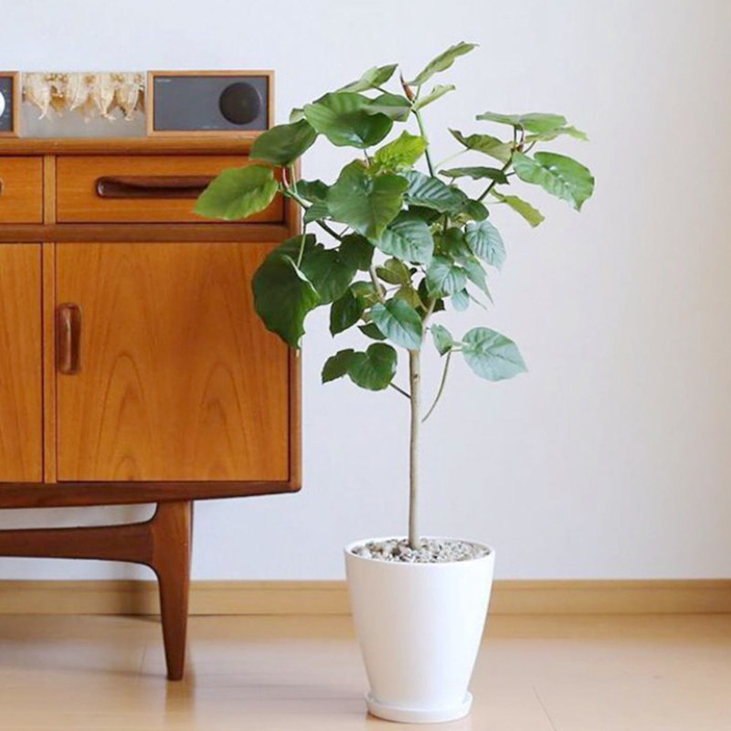 绿植爱心阳台耐热ins半阴网红植物叶植物室内观绿植