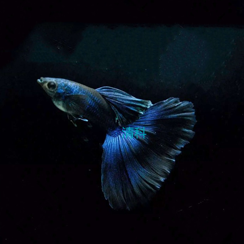 炭黑孔雀鱼墨蓝墨墨兰莫兰活体木炭纯种礼服鱼