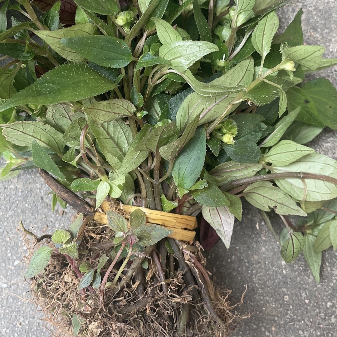 福建三明野生风柜斗草干品农家风鼓草风谷谷草特色干货及养生干料