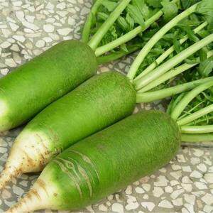 萝卜天津曙光沙窝正宗绿皮水果甜脆新鲜包邮青萝卜