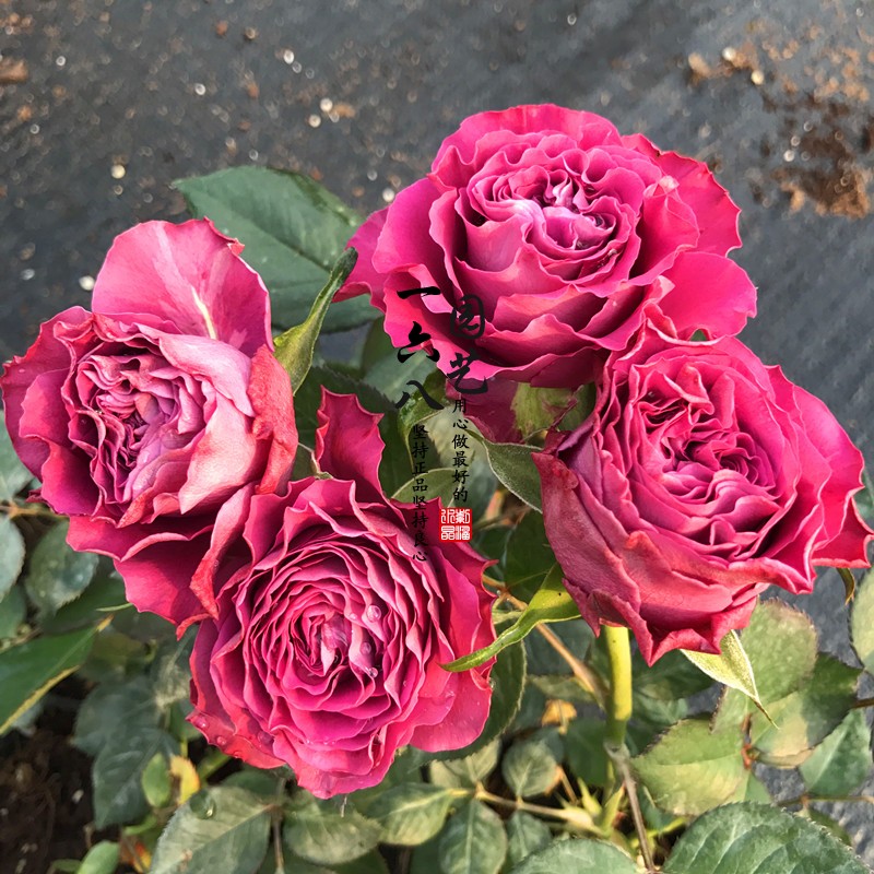 欧月珍贵时刻月季花灌木切花深紫裙边花卉玫瑰花卉